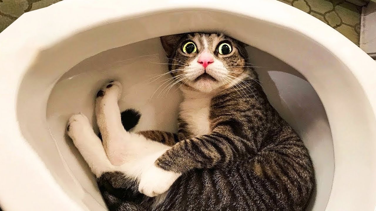 The Funniest Pet Videos 2024 😁 Very Funny Dogs and Cats Are Here To Break Your HEART 😁 PART 2