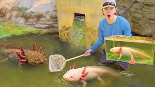 I Found Wild Axolotls in a Tiny Creek!