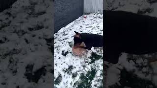 Video preview image #1 Doberman Pinscher-Unknown Mix Puppy For Sale in Rochester, NY, USA