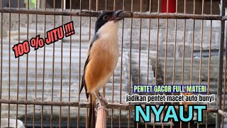 Download lagu cendet gacor FULL MATERI buat PANCINGAN CENDET AGAR BUNYI jadikan BURUNG PENTET GACOR RESPON AKTIF mp3