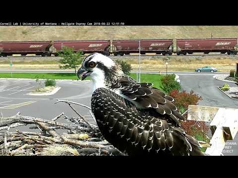 Who You Lookin' At? – Hellgate Osprey Cam – Aug. 22, 2018