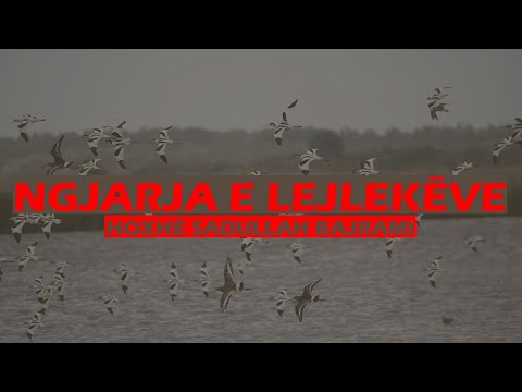 Ngjarja e lejlekëve dhe pranimi i Islamit nga Hamza dhe Omeri - Hoxhë Sadullah Bajrami