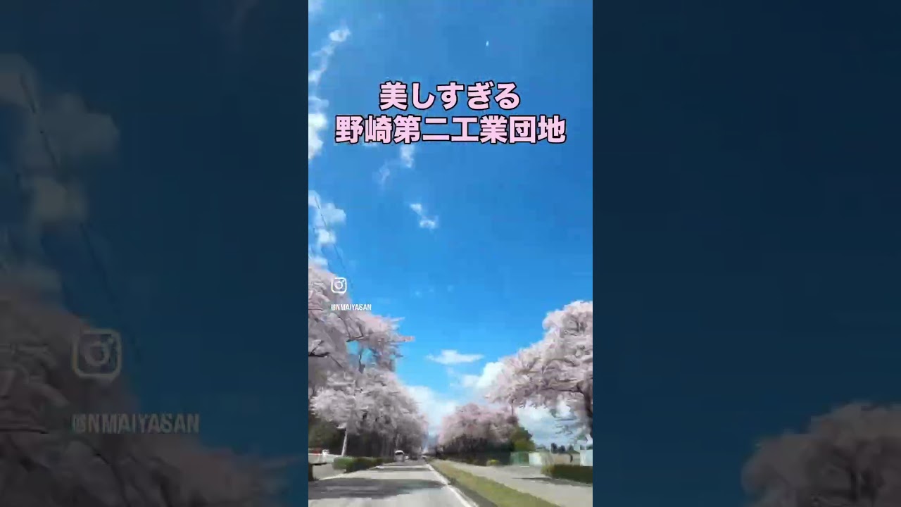 大田原市にある野崎第二工業団地の桜並木が美しすぎました
