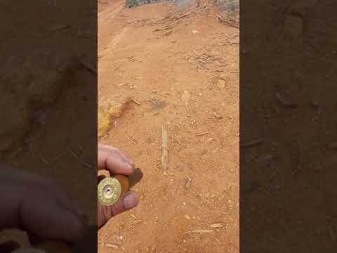 tps white lightning 00 18 pellets , 29.5 Longshot.  Shot 1