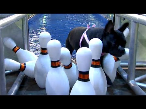 Especial Perros - Programa 01/04/16