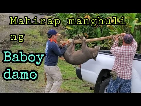 Ang Baboy Damo Wild Pig  Mahirap Hulihin... PinayCanadian Hilaw,TV.