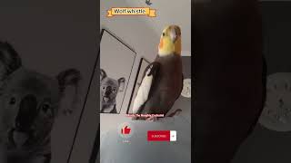 Download lagu Monty The Naughty Cockatiel whistling. #monty #viral mp3