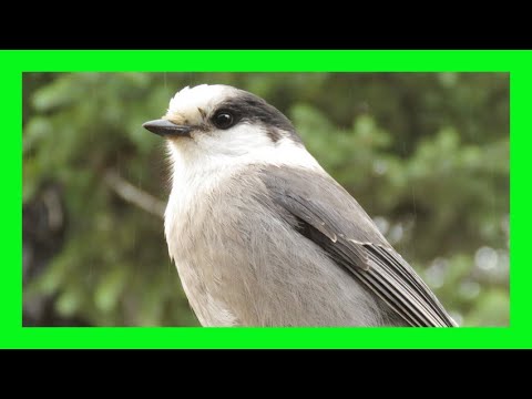 Canada/Gray Jay Song! Canada/Gray Jay Voice!  - Arrendajo Canadiense Canto - Perisoreus Canadensis