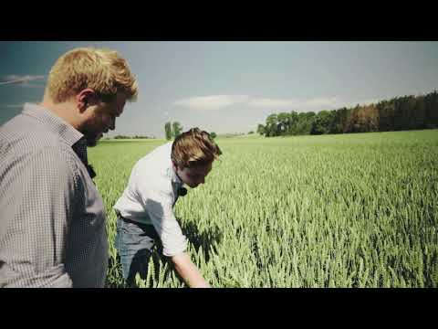 KWS TALENT im Anbau - Teil 4