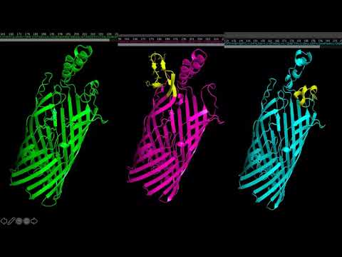 <p>Investigating the Diversity of Gram-Negative Bacterial Fatty Acid Transport Proteins (FadL) Using Protein Modeling</p>