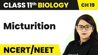 Micturition - Excretory Products and their Elimination | Class 11 Biology Ch 19 NCERT/NEET