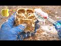 Satisfying Cleaning The Dirtiest Apple AirPods Gold ASMR Sounds Change Cleaning ASMR