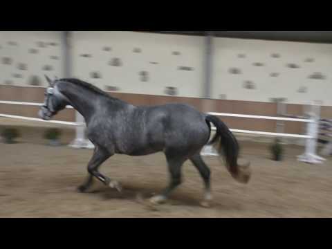 CAPITOL S ,CAPTAIN  FIRE - CORNET OBOLENSKY - GRANNUS