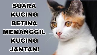 Download lagu SUARA KUCING BETINA MEMANGGIL KUCING JANTAN mp3