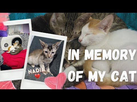 Lost my 2 Kittens. IN MEMORY OF NADIA 💔