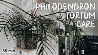 how i grow and care for the philodendron tortum 💚 (+ repot and new merch!!)