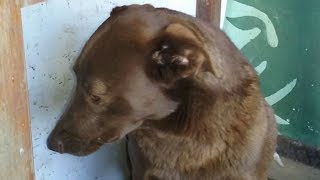 After Two Years Of Being Stuck In A Shelter, This Dog Finally Caught The Scent Of Someone Familiar