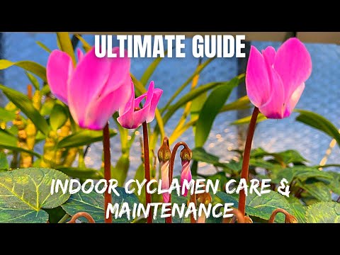 Cyclamen Care Tips: How to Make Your Indoor Plant Flourish!