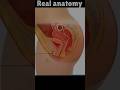 Real Women Anatomy Video Shorts