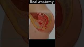 Real women Anatomy Video #shorts