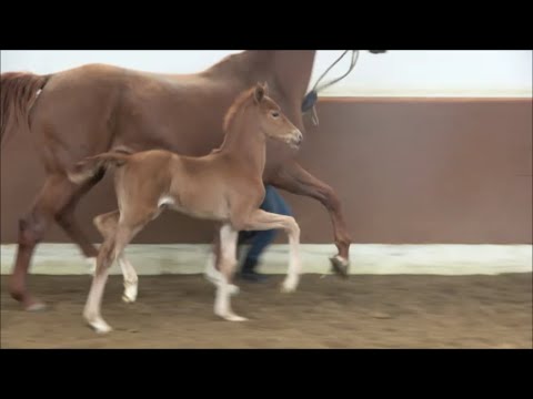 *2021 Stute von Morricone - Fürst Nymphenburg