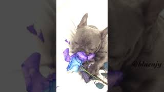 Romantic dog tearing his get well flowers full footage
