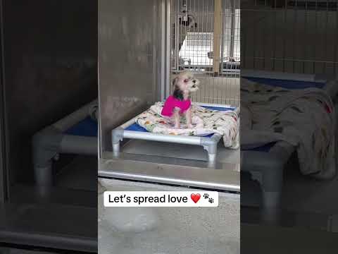 Can you help our rescue dogs⁉️🥺Link in our bio🫶 #amazon #rescuedog #chihuahua #shelter #florida