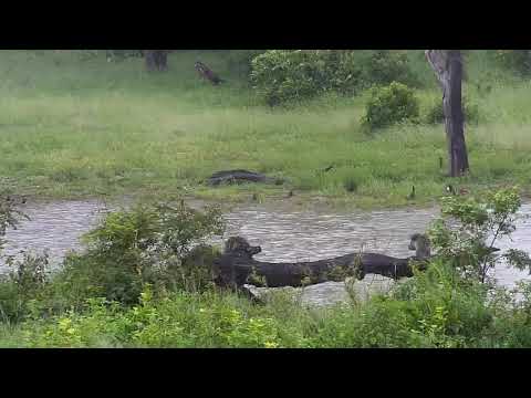 Djuma: White-face Whistling Ducks and Egyptian Geese - 14:15 - 01/02/20