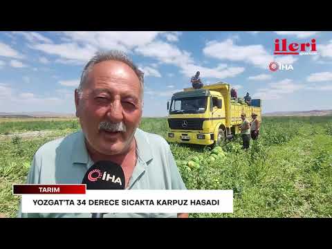 Yozgat’ta 34 derece sıcakta karpuz hasadı | İleri Gazetesi