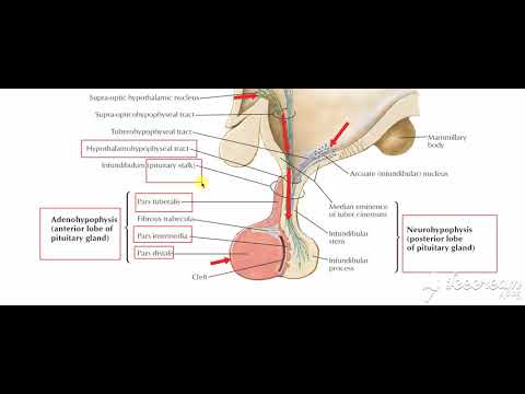 Pituitary gland parts 2
