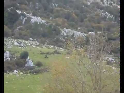 ciminna western quad