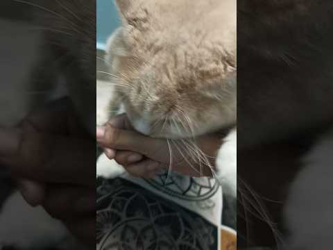 myyyloooo kutttaaa  🥺😭😳 #catbite #gingercat #trending #cat #ifrah #mylo