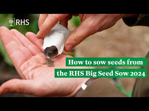 How to sow seeds from the Big Seed Sow 2024 | The RHS