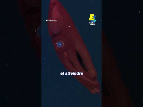 Pourquoi l'Antarctique abrite des géants marins ? 🦑 #shorts