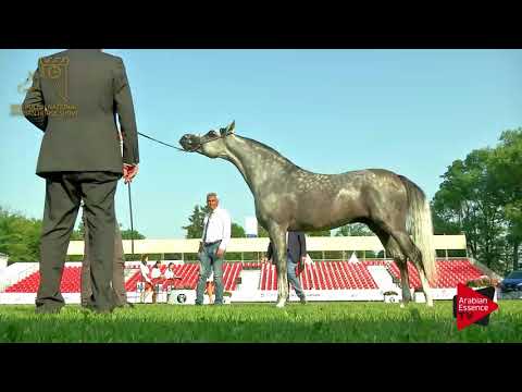 N.91 ZLOTY MEDAL - 2017 Pride Of Poland - 4/6 Years Old Stallions (Class 10)