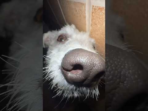 YOUR DOG DOES THIS TOO