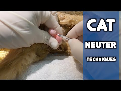 How to Do a Cat Neuter | Feline Castration Compilation Videos