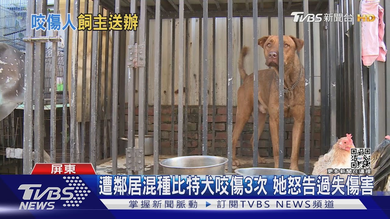 遭鄰居飼養混種比特犬咬傷3次 她怒告過失傷害