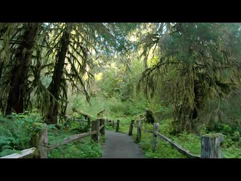 Uplifting Hike in a Rainforest: Hoh, Olympic National Park - 4K