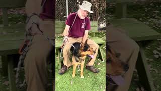 Video preview image #1 German Shepherd Dog Puppy For Sale in Pasadena, CA, USA