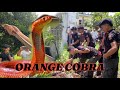 ORANGE COBRA NATAPAKAN NI NANAY MUNTIK NA MAKAGAT Cobraprince Cobrarescue
