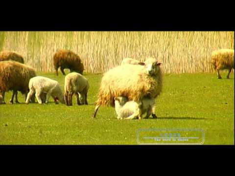 PSALMI 23: Vargu 2 - Film Dokumentar nga Logos.