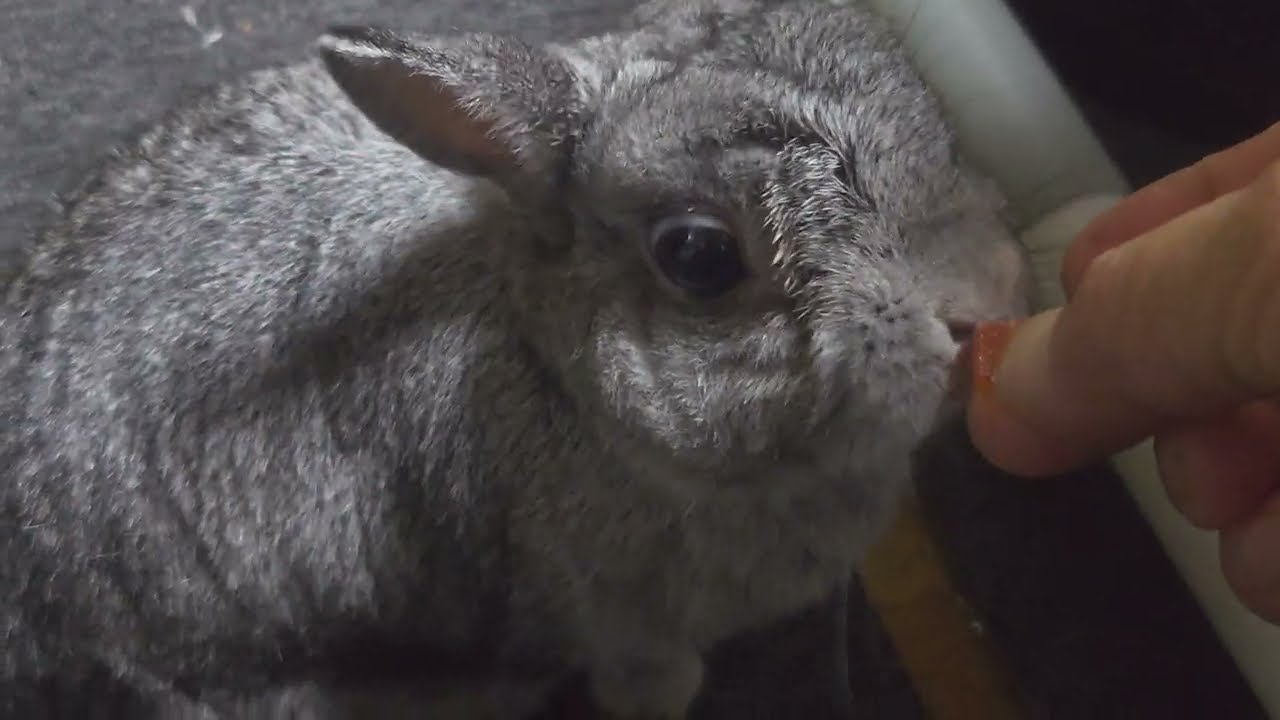 久しぶりにマッピー動画🐰うさぎ ネザーランドドワーフラビット
