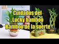 Cuidado y trasplante de Bamboo de la suerte (Lucky bamboo) - Plantmen Cuidado y trasplante de Bamboo de la suerte (Lucky bamboo)