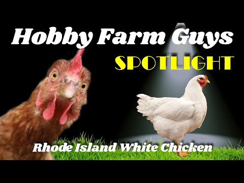 , title : 'HFG Farm Animal Spotlight: Rhode Island White Chicken'