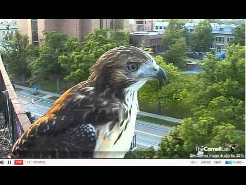 06202012_749pm EDT Cornell Red-Tailed Hawks