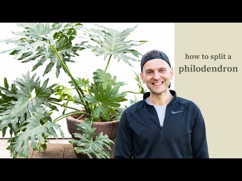 How to Split a Philodendron