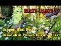 MP3 Pikat Burung Kecil Paling Sadis Terbaru 2025