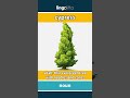 cypress - a tall, thin evergreen tree... video thumbnail
