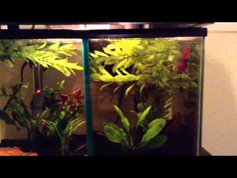 10 & 5 GALLON DIVIDED BETTA FISH TANK SHOW QUALITY HALFMOON DUMBO PLAKAT